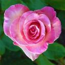 blooms-of-the-world avatar