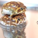 bloomsflowergarden avatar