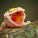 bloorpthelizard avatar