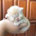 blossom-kitten avatar