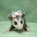 blossom-possum-blog-blog avatar