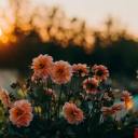 blossomiing avatar