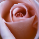 blossomingsky avatar