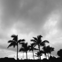 blossommqueen avatar