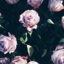 blossomsandpetals avatar