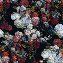 blossomsinribcage avatar