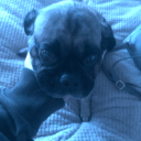 blotchsketches avatar