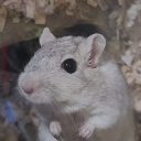 blowyhamilton avatar