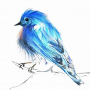 blue-bird-in-my-heart avatar