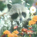 blue-flowexrs avatar