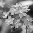 blue-foget-me-not avatar