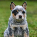 blue-heeler-pup avatar