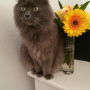 blue-ink-girl avatar