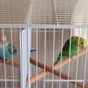 blue-irisheyes avatar