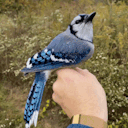 blue-jay-s avatar
