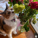 blue-lotus333 avatar