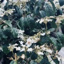 blue-n-yellow avatar