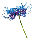 blue-spiderlily22 avatar