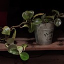 blue-the-blue-raspblue avatar