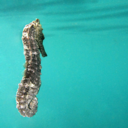 blue-water-paradise avatar