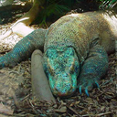 blueampersandgreen avatar