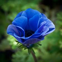 blueanemones avatar