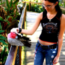 bluearianwolf avatar