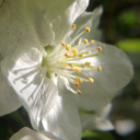 bluebell81 avatar
