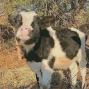 bluebellbutch avatar