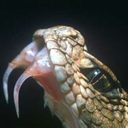 blueberry-chapstick avatar