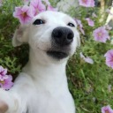 blueberry-psycho avatar