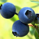 blueberryawaits avatar