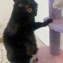 blueberrybell6 avatar