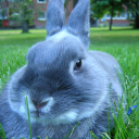 blueberrybunnykins avatar