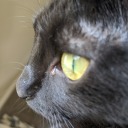 blueberrycrumblewitch avatar