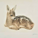 blueberryfawn avatar