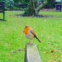 blueberrylemon avatar