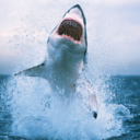 blueberrymuff1ns-blog avatar