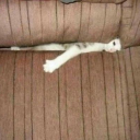 blueberrypuffins avatar