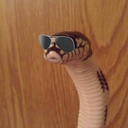 blueberrysdkl avatar