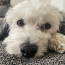 blueberryteapot avatar