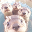 blueberryxbloom avatar