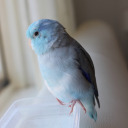 bluebirbs avatar