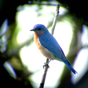 bluebird-in-wonderland avatar