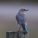 bluebird-of-the-mountains avatar