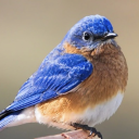 bluebird-writing avatar