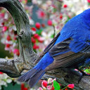 bluebird1348 avatar