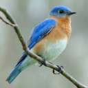 bluebird196 avatar