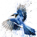 bluebirdjay avatar