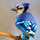 bluebirdsboi avatar